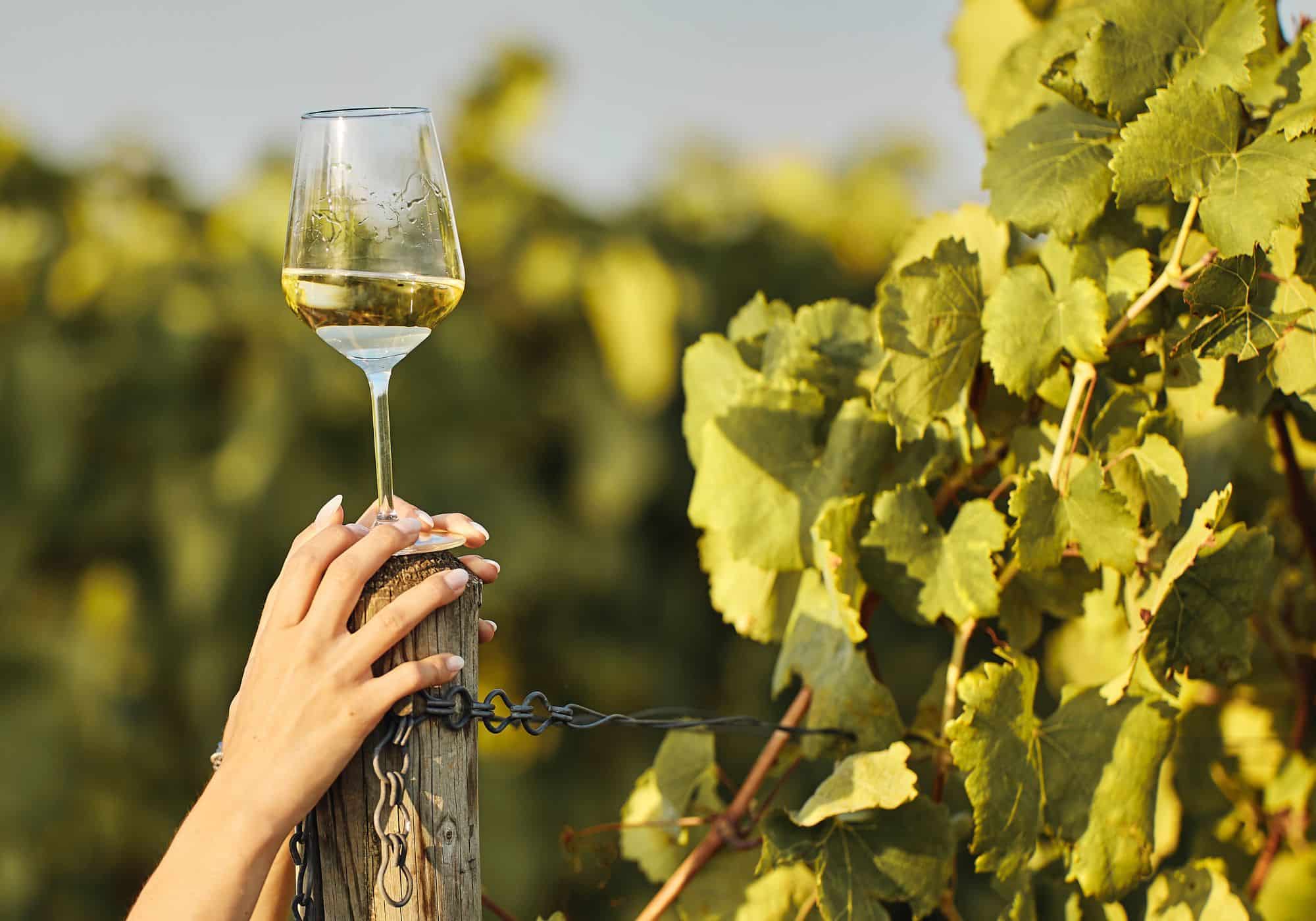 vin pays basque (3)