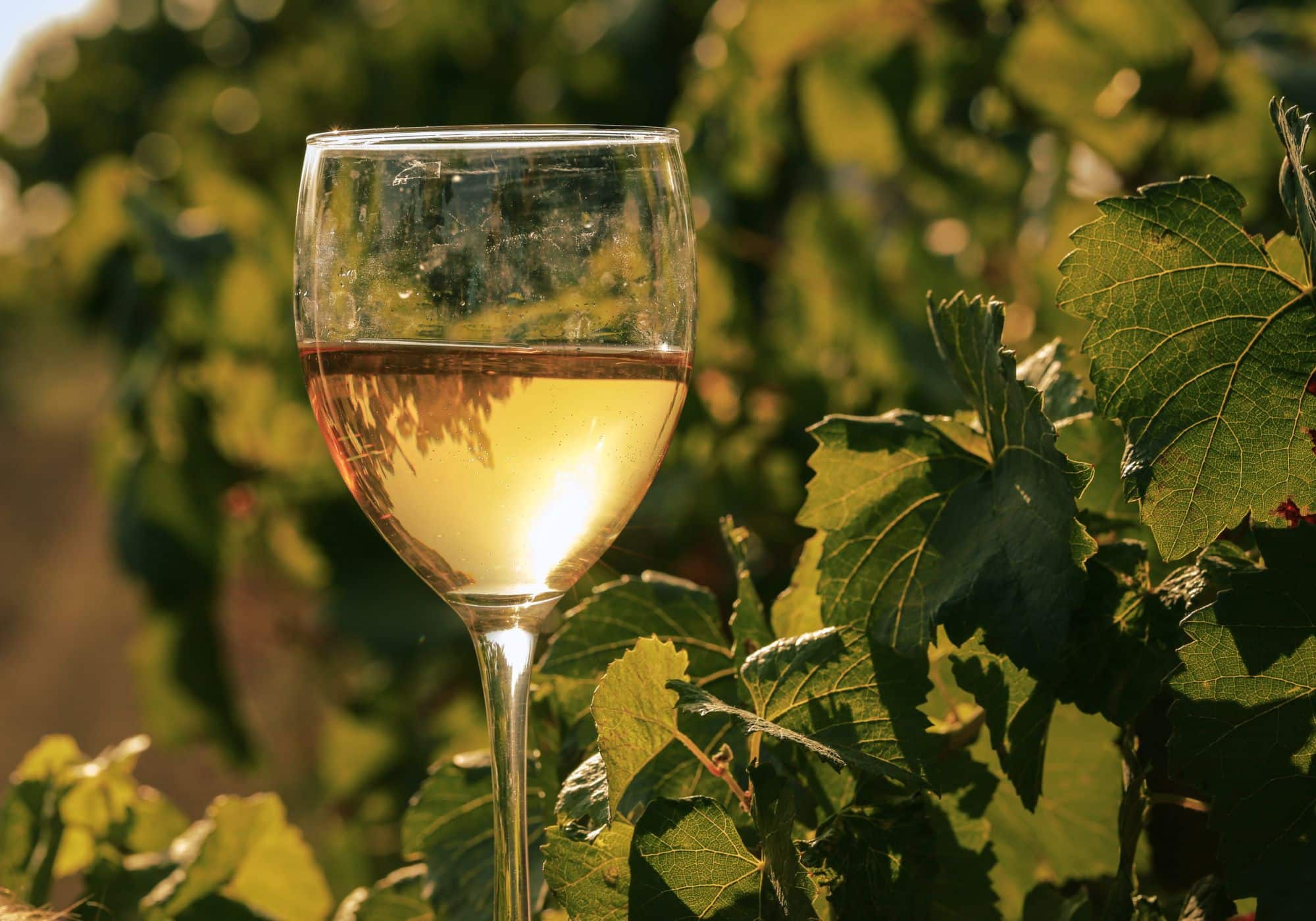 A la découverte des vins du Pays Basque