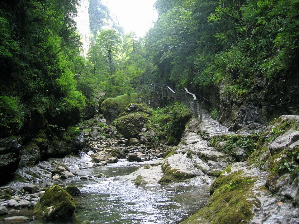 Kakoueta-Schlucht Bäume, Moos, Wildbach (1)