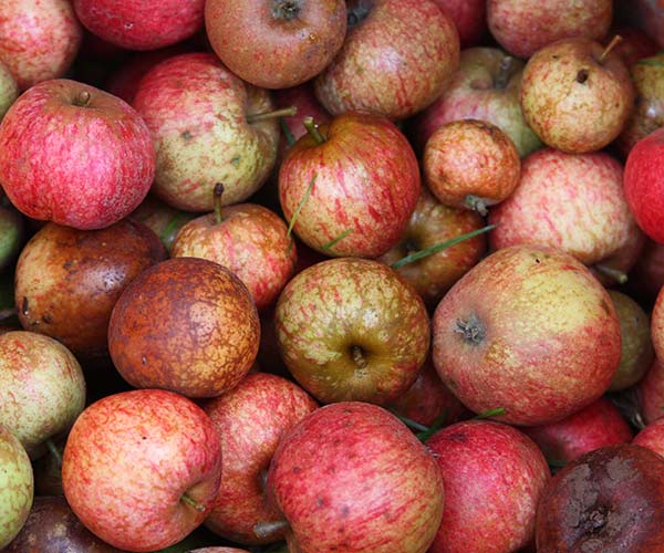Pommes à cidre