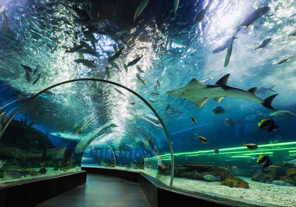 aquairum (1)
