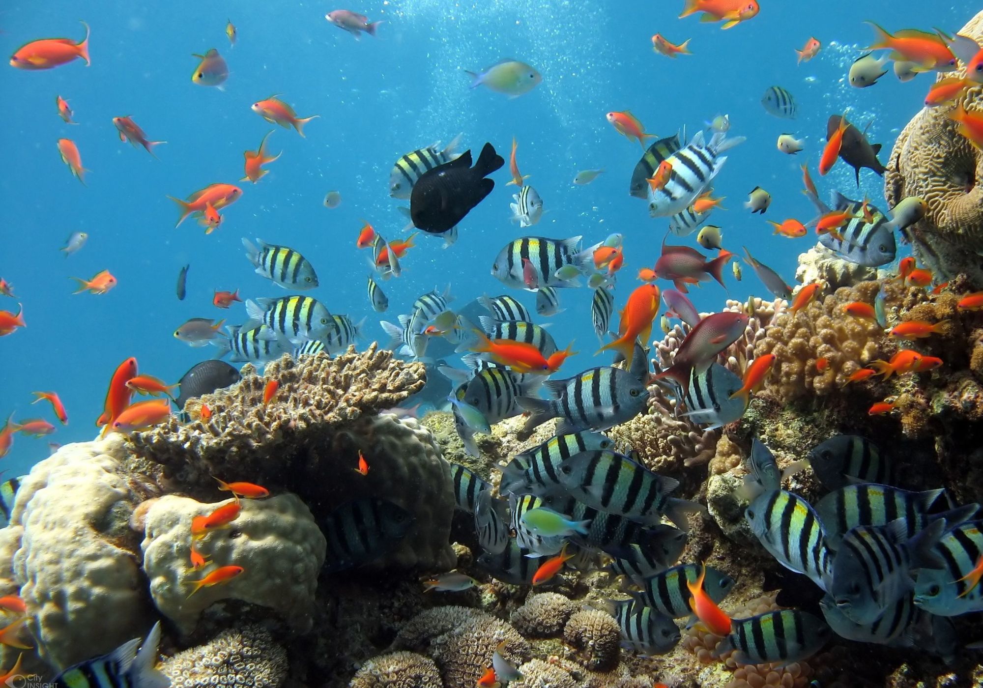 aquairum (2)