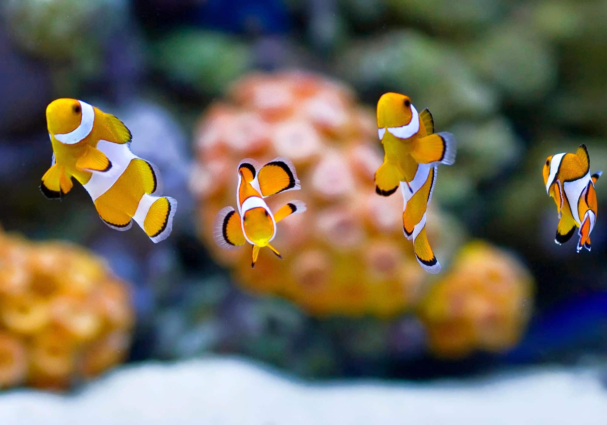 Aquarium von San Sebastian: ein Muss in der Nähe unseres Campingplatzes