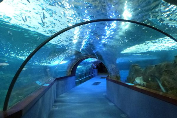 aquarium san sébastian